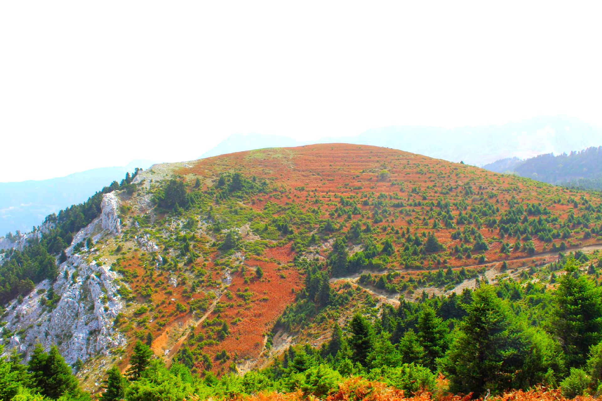 Αισθητικό Δάσος της Δίρφυς