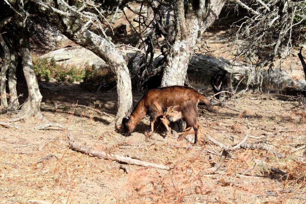 Καστανόλογγος, Όρος Όχη