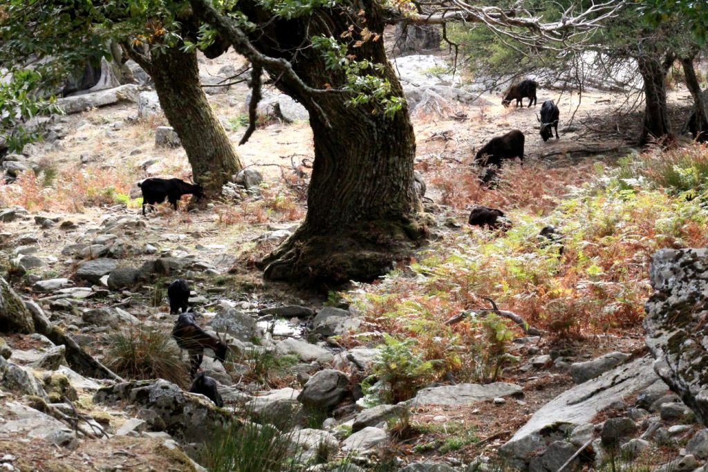 Καστανόλογγος, Όρος Όχη