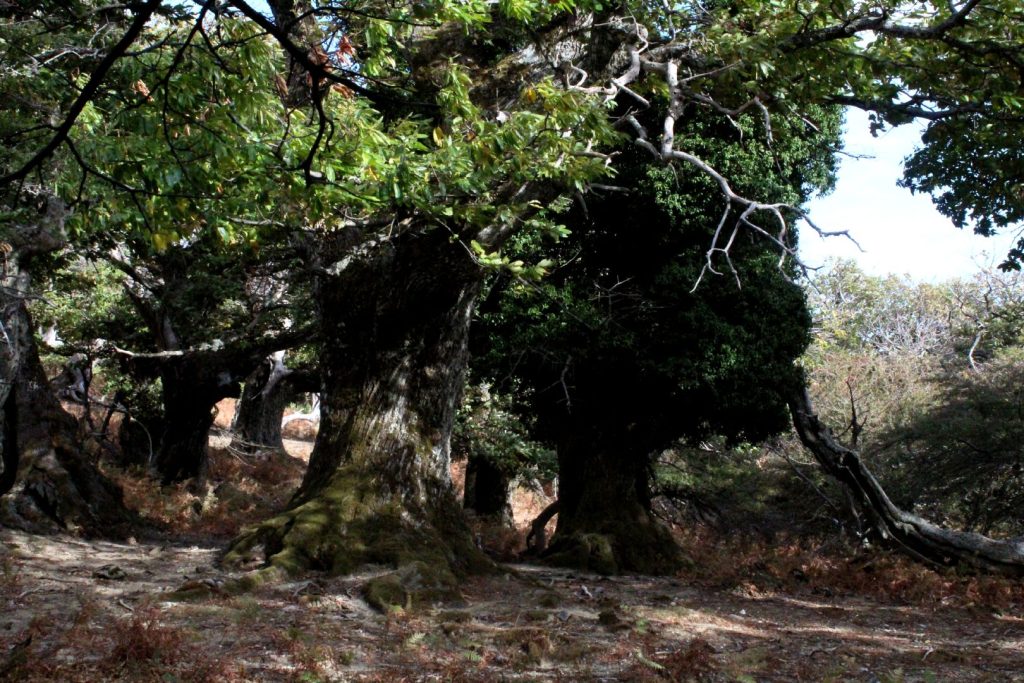 Καστανόλογγος, Όρος Όχη