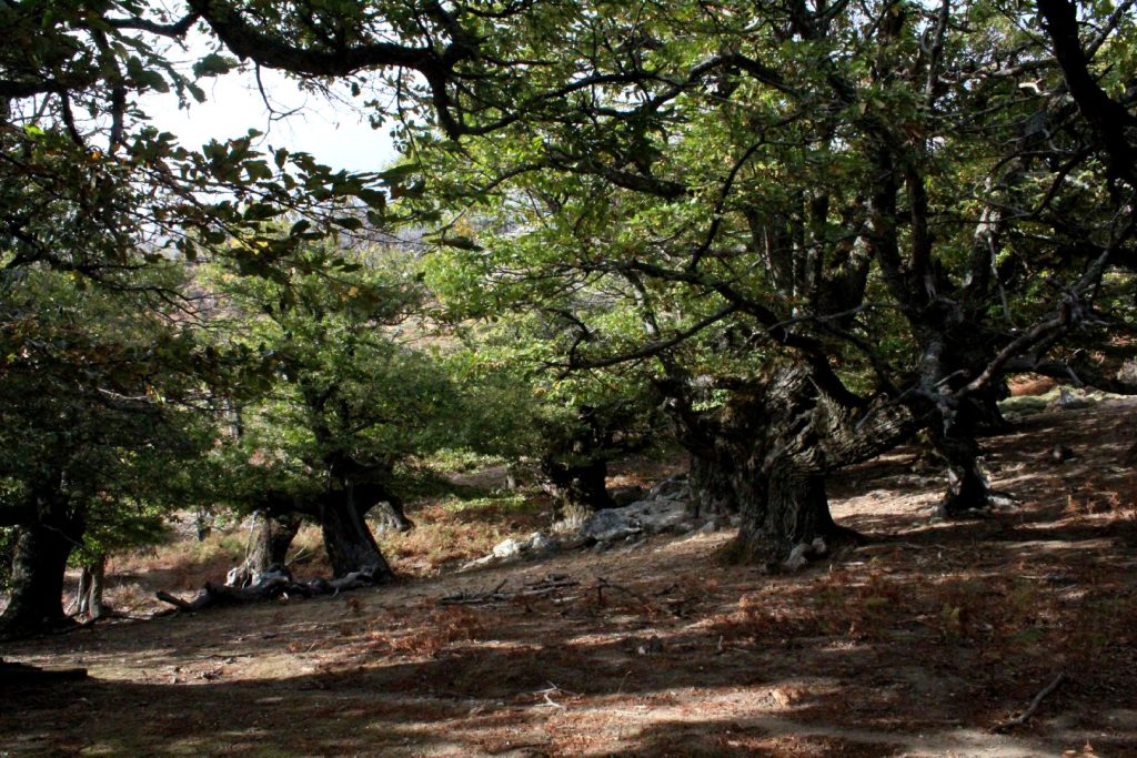 Καστανόλογγος, Όρος Όχη