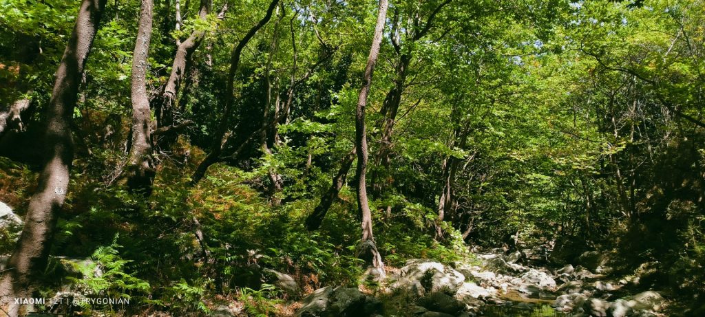 Κόμητο, Νότια Εύβοια