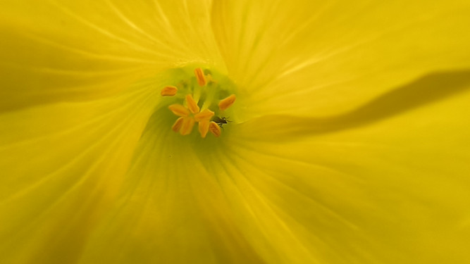 Yellow flower with a bug!